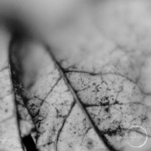 Macro leaf veins